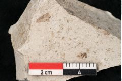 Foto (Detailansicht) von Glyptostrobus europaeus Brongniart (NHMW-GEO-2024-0188-6763)